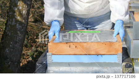 Beekeeper checks hive for health status while wearing protective gear in a sunny location near trees 137717106