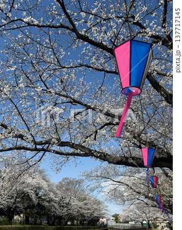 春の青空と満開の桜 祭りのぼんぼりとコピースペース 春の青空と満開の桜 祭りのぼんぼりとコピースペース 137717145