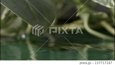Water drops fall from a leaf onto the surface of green water creating circles and ripples in a quiet setting Water drops fall from a leaf onto the surface of green water creating circles and ripples in a quiet setting 137717187