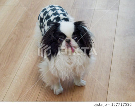 舌を出した可愛い狆(Japanese Chin)犬の癒しポートレート 舌を出した可愛い狆(Japanese Chin)犬の癒しポートレート 137717556