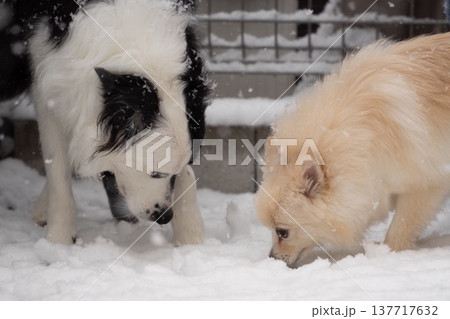 雪に興味深々な犬 137717632