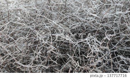 Chilled tree limbs weave complex patterns for winter backdrop designs Chilled tree limbs weave complex patterns for winter backdrop designs 137717716