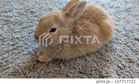 Tiny rabbit snuggled on textured rug indoors seen from below Tiny rabbit snuggled on textured rug indoors seen from below 137717722