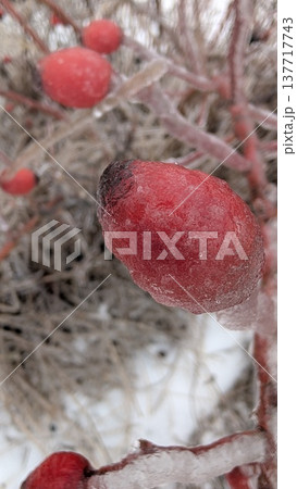 Detailed image of frosty rose with natural surroundings Detailed image of frosty rose with natural surroundings 137717743