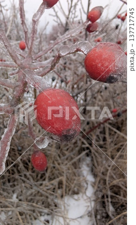Icy red berries. Chilled crimson fruits on frostcovered branches Icy red berries. Chilled crimson fruits on frostcovered branches 137717745