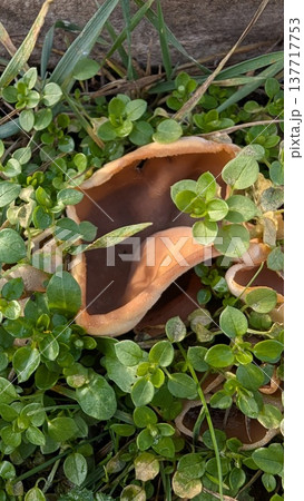 Damp earth surrounds fractured ceramic vessel in sunlight 137717753