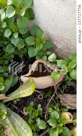 Ancient shard in garden. Fragment buried beneath moist soil and foliage Ancient shard in garden. Fragment buried beneath moist soil and foliage 137717756