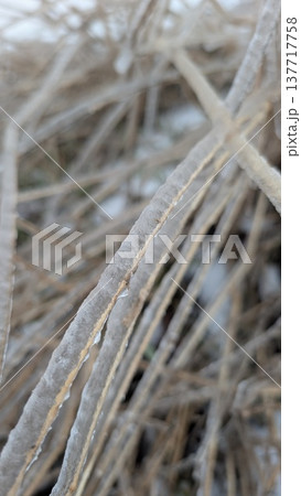 Frozen pine branches depicting seasonal storm effects and danger Frozen pine branches depicting seasonal storm effects and danger 137717758