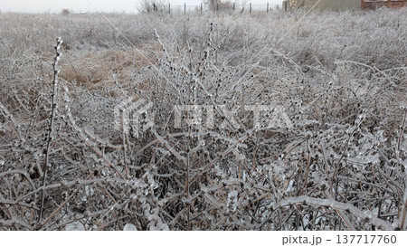 Serene winter landscape with icy vegetation and distant sky Serene winter landscape with icy vegetation and distant sky 137717760