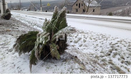 Toppled evergreen beside icy highway, restoration planning Toppled evergreen beside icy highway, restoration planning 137717773