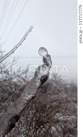 Delicate frostcovered twig showcasing sparkling tip details Delicate frostcovered twig showcasing sparkling tip details 137717776