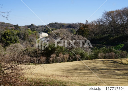 東京都町田市の小山田緑地本園周辺の風景 東京都町田市の小山田緑地本園周辺の風景 137717804