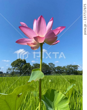 青空と田園風景を背景に凛と咲く一輪のハスの花 青空と田園風景を背景に凛と咲く一輪のハスの花 137717875