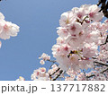 青空に映える桜 137717882