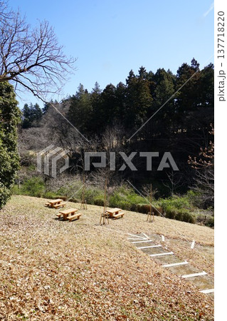 東京都町田市の小山田緑地梅木窪分園のアサザ池周辺の風景 137718220