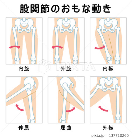 股関節の動き 脚の可動域 Hip Joint Movement   137718260