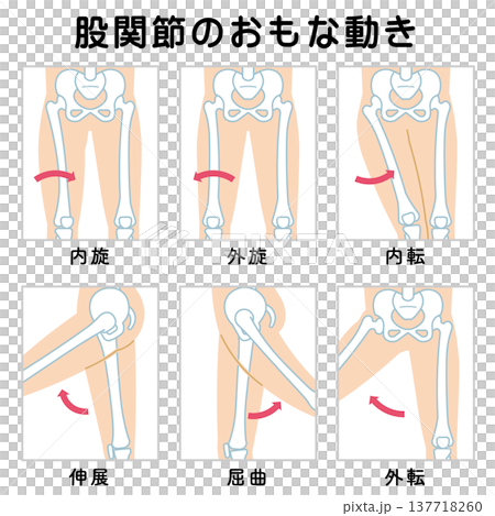 Hip joint movement, range of motion of the legs 137718260