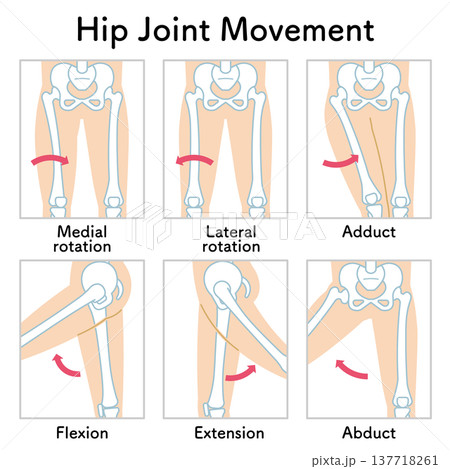 股関節の動き 脚の可動域 Hip Joint Movement 股関節の動き 脚の可動域 Hip Joint Movement 137718261
