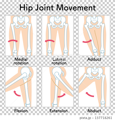 股関節の動き 脚の可動域 Hip Joint Movement 股関節の動き 脚の可動域 Hip Joint Movement 137718261