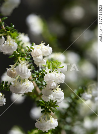小さな花を咲かせたスズランエリカ 小さな花を咲かせたスズランエリカ 137718622