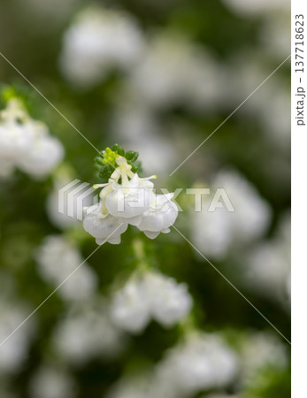 小さな花を咲かせたスズランエリカ 小さな花を咲かせたスズランエリカ 137718623