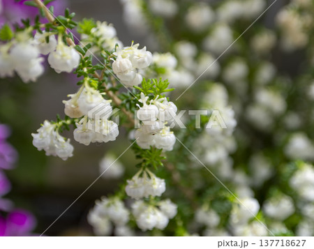 小さな花を咲かせたスズランエリカ 137718627