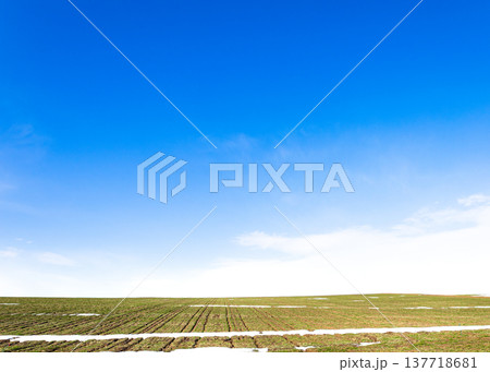 雪が残る早春の北海道美瑛町の丘の上にある小麦畑の風景 雪が残る早春の北海道美瑛町の丘の上にある小麦畑の風景 137718681