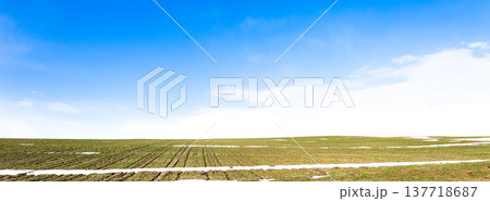 雪が残る早春の北海道美瑛町の丘の上にある小麦畑の風景 雪が残る早春の北海道美瑛町の丘の上にある小麦畑の風景 137718687