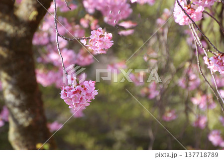 サクラの花 サクラの花 137718789