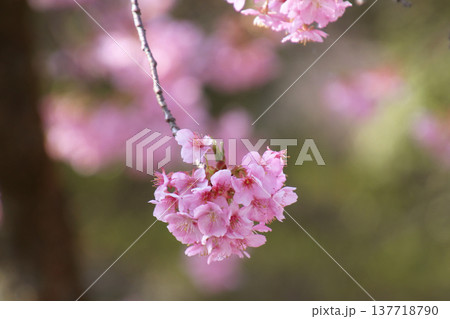 桜の花 桜の花 137718790