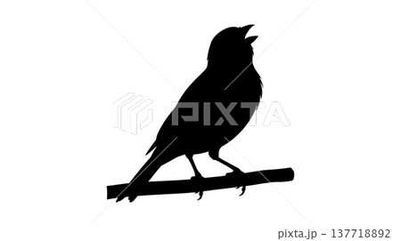 歌う鳥のシルエット 137718892