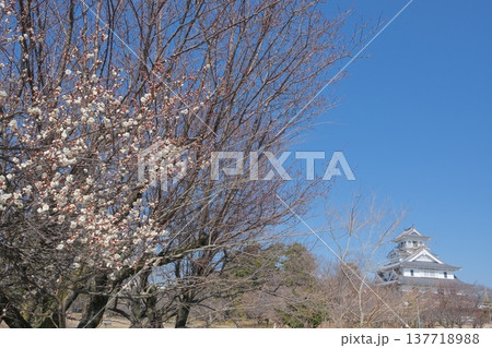 豊公園と長浜城 137718988