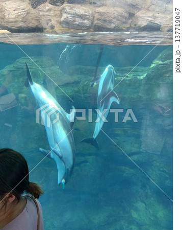 水族館でイルカを見る子供 水族館でイルカを見る子供 137719047