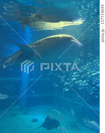 水中を泳ぐジンベイザメ 水中を泳ぐジンベイザメ 137719049