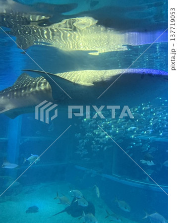 水族館の水槽を泳ぐジンベイザメ 水族館の水槽を泳ぐジンベイザメ 137719053