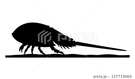 カブトガニのシルエット 137719068