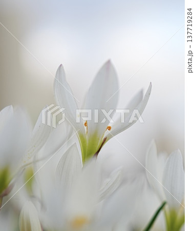 美しいタマスダレの花 137719284