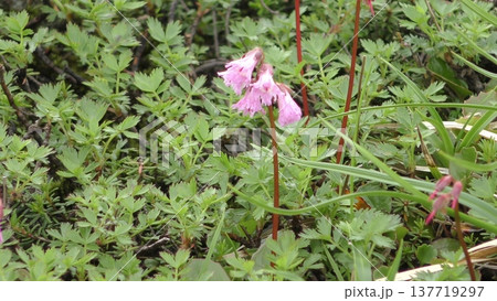 イワカガミの花 137719297