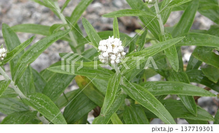 ヤマハハコの花 ヤマハハコの花 137719301