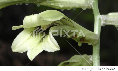 オオウバユリの花 オオウバユリの花 137719332