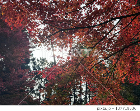 紅葉 紅葉 137719336