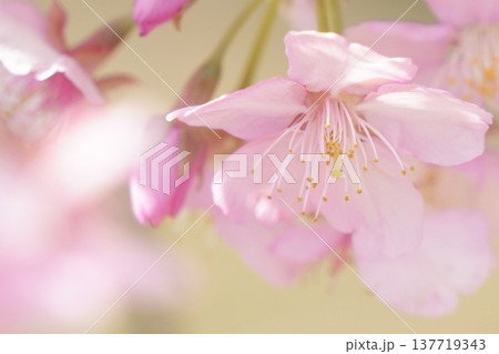 桜咲く 柔らかい春の風景 桜咲く 柔らかい春の風景 137719343