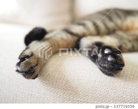 猫の足 肉球 猫の足 肉球 137719356