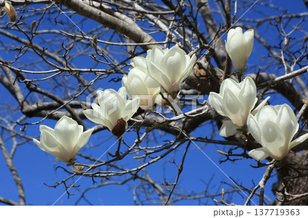 青空に映える白木蓮の花 青空に映える白木蓮の花 137719363