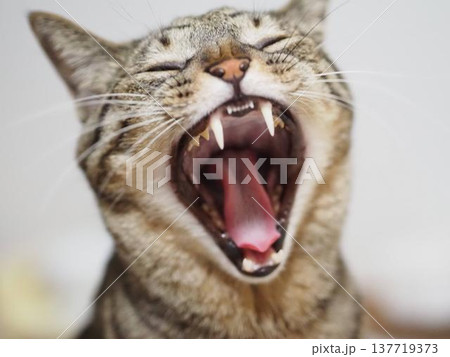 猫のあくび 137719373