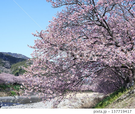 南の早い咲く河津桜の風景 南の早い咲く河津桜の風景 137719417