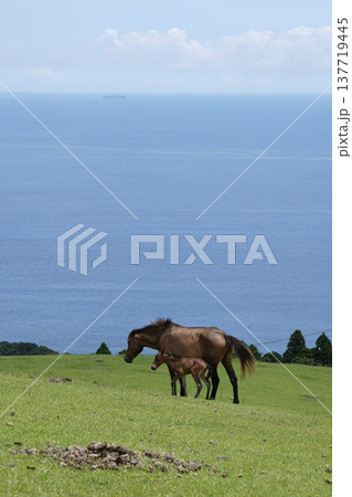 宮崎県都井岬。海をバックにした親子の馬 137719445