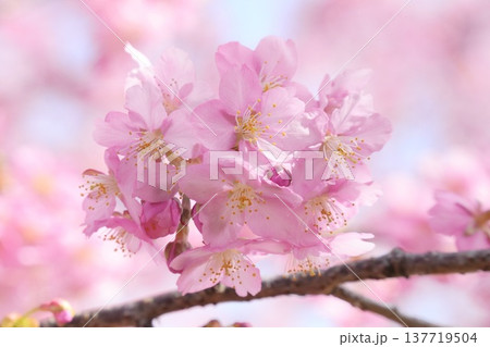 美しい桜の風景 クローズアップ 河津桜 美しい桜の風景 クローズアップ 河津桜 137719504