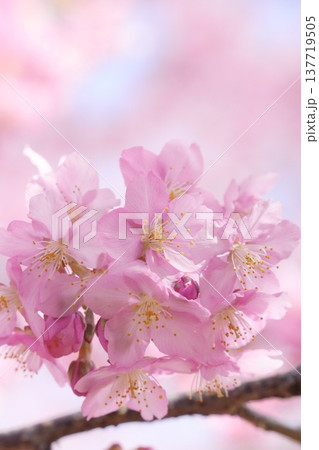 美しい桜の風景　クローズアップ　河津桜 137719505