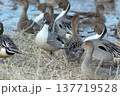 オナガガモの群れ 冬の水辺に集まる渡り鳥 137719528